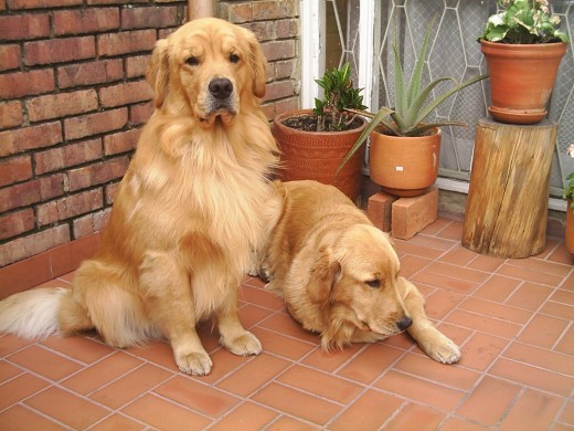 Padre y Hija. Estan conmigo desde que son bebes. A yeko lo compré cuando aún pensaba como muchos en que un animal puede tener precio y debe ser de raza.
No me arrepiento para nada de haberlo hecho pues tenerlo a él en mi vida ha sido hermoso, pero el mensaje es NO COMPREN PERROS, no son mercancia ni artículos de exhibición. Da igual como sean, siempre estarán alli para acompañarnos y darnos amor. Hay millones que buscan un hogar. 